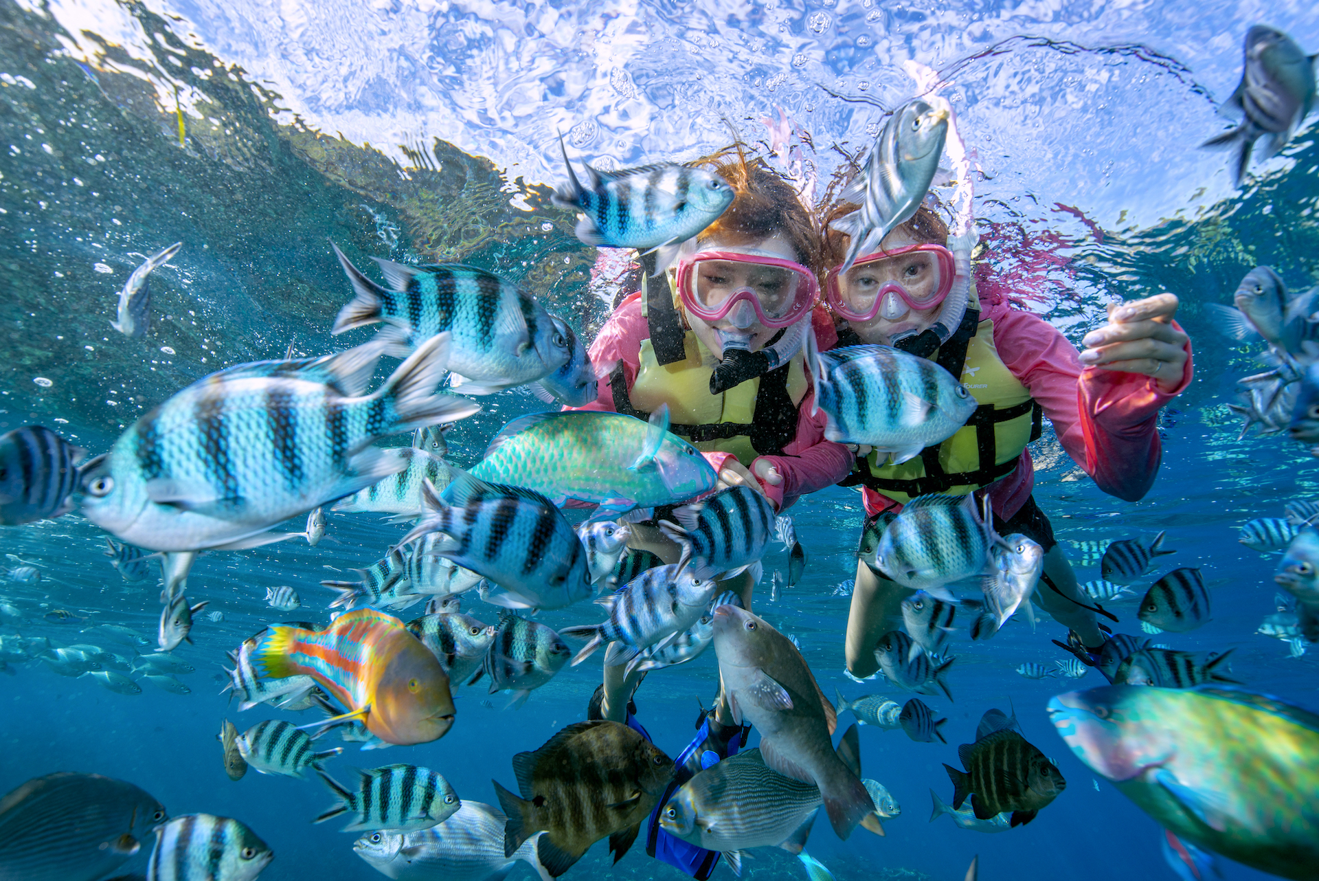 もちろん、エサあげ体験も無料です♪ 